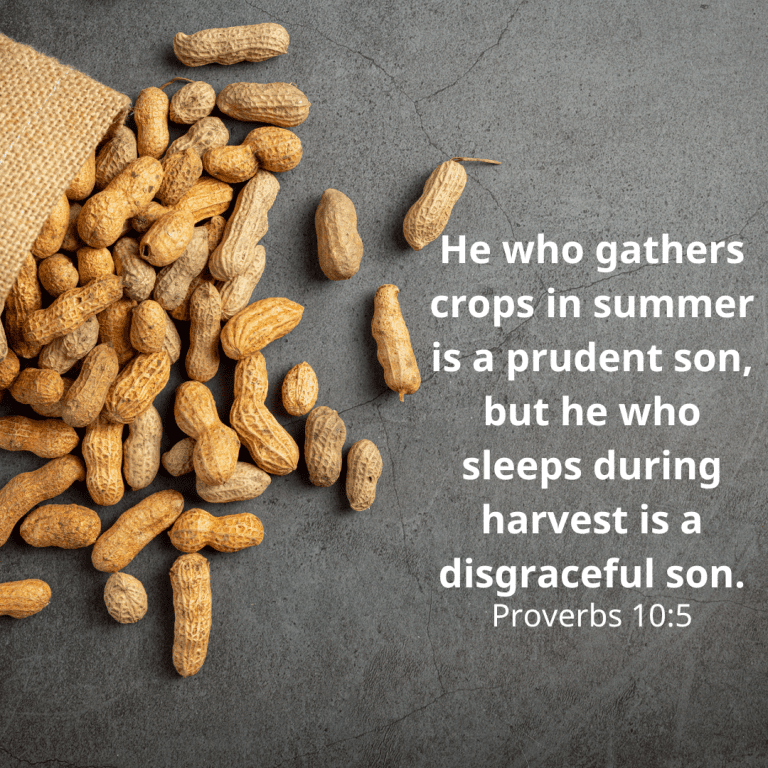 He who gathers crops in summer is a prudent son, but he who sleeps during harvest is a disgraceful son.